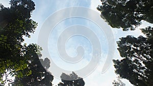 Damar forest in the morning