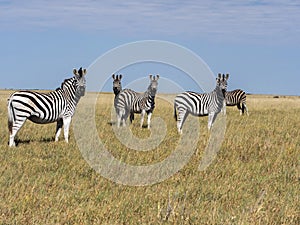 Damar zebra herd, Equus burchelli antiquorum, in tall grass in Makgadikgadi National Park, Botswana