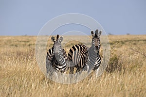 Damar zebra herd, Equus burchelli antiquorum, in tall grass in Makgadikgadi National Park, Botswana