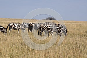 Damar zebra herd, Equus burchelli antiquorum, in tall grass in Makgadikgadi National Park, Botswana