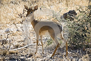 Damara Dik Dik, Africa's smallest antelope