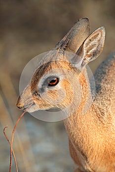 Damara dik-dik antelope