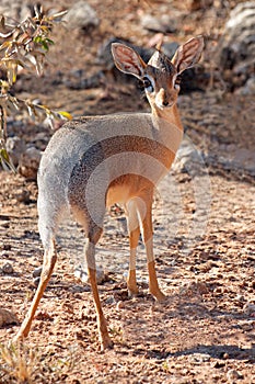 Damara dik-dik antelope