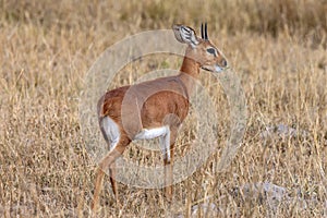 Damara Dik-Dik - Damaraland - Namibia