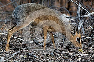 Damara Dik Dik eating Plants.