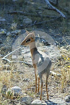 Damara Dik-Dik, Namibia