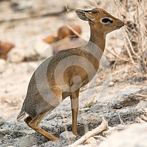 Damara Dik Dik photo