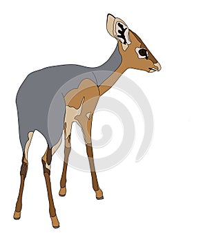 Damara Dik Dik standing back view