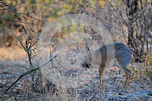 Damara dikdik standing in the bush, etosha nationalpark, namibia