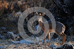 Damara dikdik standing in the bush, etosha nationalpark, namibia photo