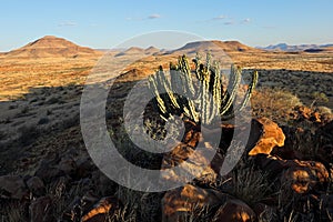 Damara poison tree - Namibia