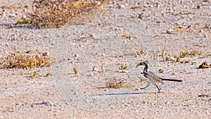 Damara red-billed hornbill (Tockus damarensis) walking on the ground, Onguma Game Reserve, Namibia.