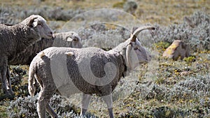 Damara sheep in Lesotho