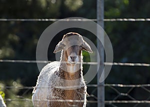 A Damara sheep standing behind the fence on the farm