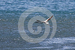 A of Damara Tern in low flight