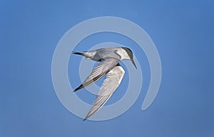 Damara Tern, sterna balaenarum, Adult in Flight against Blue Sky, Namibia