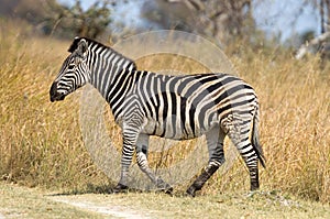 Damara zebra Equus burchelli antiquorum