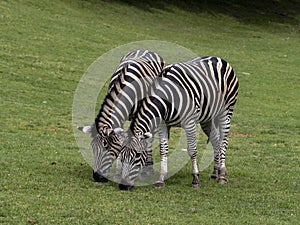 Damara zebra, Equus burchelli antiquorum, advancing together on pasture