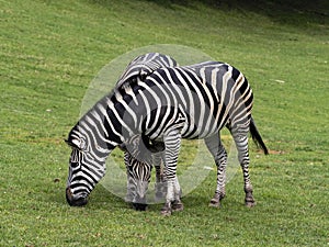 Damara zebra, Equus burchelli antiquorum, advancing together on pasture