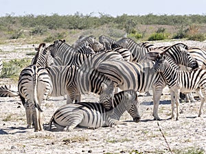 Damara zebra, Equus burchelli antiquorum, Grooming, Etosha, Namibia