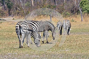 Damara zebra,Equus burchelli antiquorum,national park Moremi, Botswana