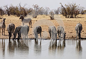 Damara zebra, Equus burchelli antiquorum, at the waterhole, Namibia