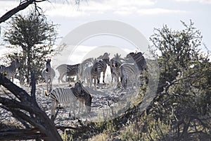 Damara zebra herd, Equus burchelli antiquorum, in Boteti river, Makgadikgadi National Park, Botswana