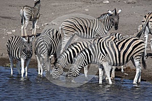 Damara zebra herd, Equus burchelli antiquorum, drinking in the waterhole Etosha National Park, Namibia