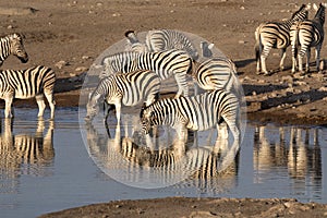 Damara zebra herd, Equus burchelli antiquorum, standing by waterhole, Etosha National Park, Namibia