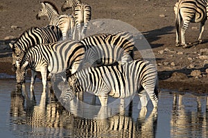 Damara zebra herd, Equus burchelli antiquorum, standing by waterhole, Etosha National Park, Namibia