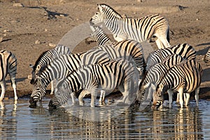 Damara zebra herd, Equus burchelli antiquorum, standing by waterhole, Etosha National Park, Namibia