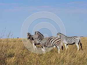 Damara zebra herd, Equus burchelli antiquorum, in tall grass in Makgadikgadi National Park, Botswana