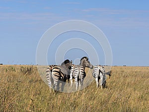 Damara zebra herd, Equus burchelli antiquorum, in tall grass in Makgadikgadi National Park, Botswana