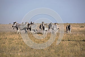 Damara zebra herd, Equus burchelli antiquorum, in tall grass in Makgadikgadi National Park, Botswana