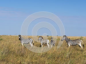 Damara zebra herd, Equus burchelli antiquorum, in tall grass in Makgadikgadi National Park, Botswana