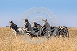 Damara zebra herd, Equus burchelli antiquorum, in tall grass in Makgadikgadi National Park, Botswana
