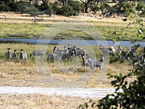 Damara zebra herd, Equus burchelli antiquorum, in tall grass in Makgadikgadi National Park, Botswana