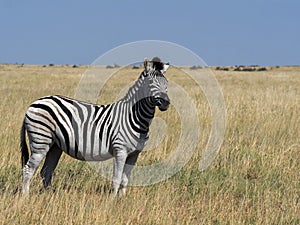 Damara zebra herd, Equus burchelli antiquorum, in tall grass in Makgadikgadi National Park, Botswana