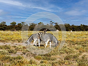 Damara zebra mares, Equus burchelli antiquorum, grazing in Etosha National Park. Namibia