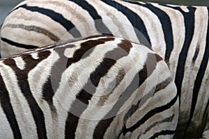 Damara zebras