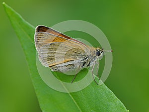 Damas immaculata butterfly on a blade of grass early in the morning waiting for the first rays of the sun