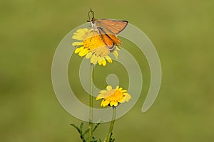 Damas immaculata butterfly collects nectar on a forest  flower