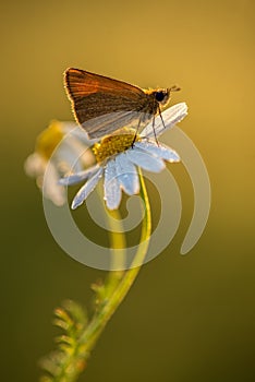 Damas immaculata butterfly on daisy