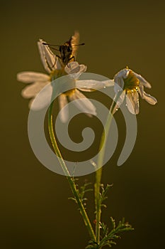Damas immaculata butterfly photo