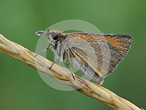 Damas immaculata butterfly   in the early morning  of morning dew