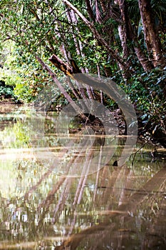 Damas Island Mangrove water canals