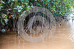 Isla árbol de mango Agua canales 