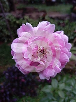 Damask rose Flower