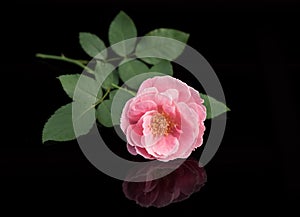 Damask rose flower isolated on black background