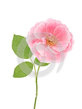 Damask rose flower isolated on white background